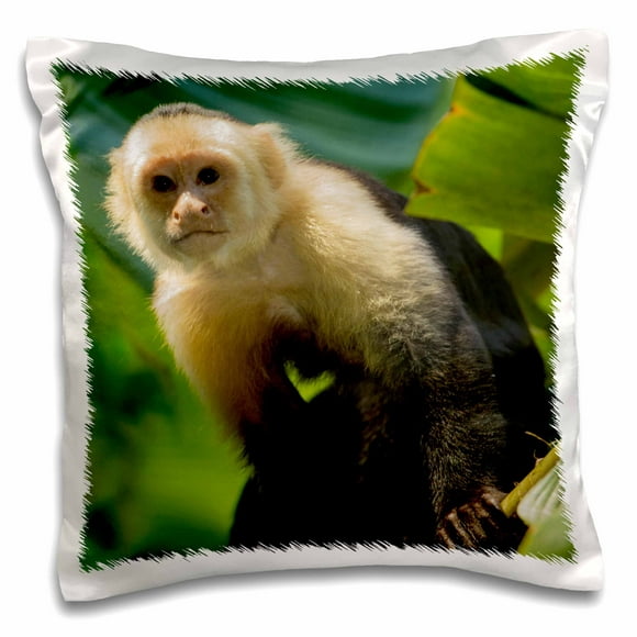 Multicolor 18x18 Intelligent And Cute Monkeys Retro Vintage Together Strongs Banana Monkey Throw Pillow 